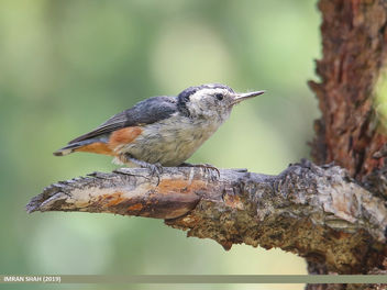 White-cheeked Nuthatch (Sitta leucopsis) - бесплатный image #462567